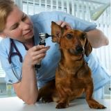 Veterinarian Care